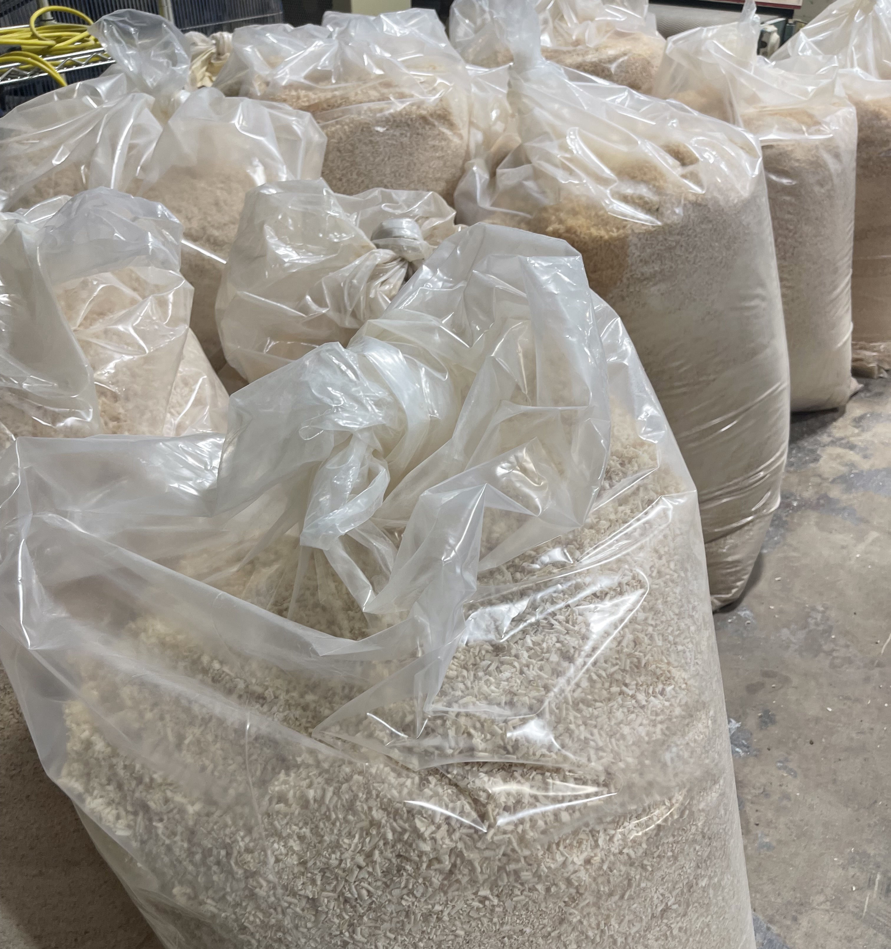 DD Maple Shavings